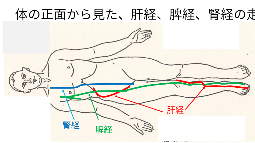 下肢の経絡（一般用）画像