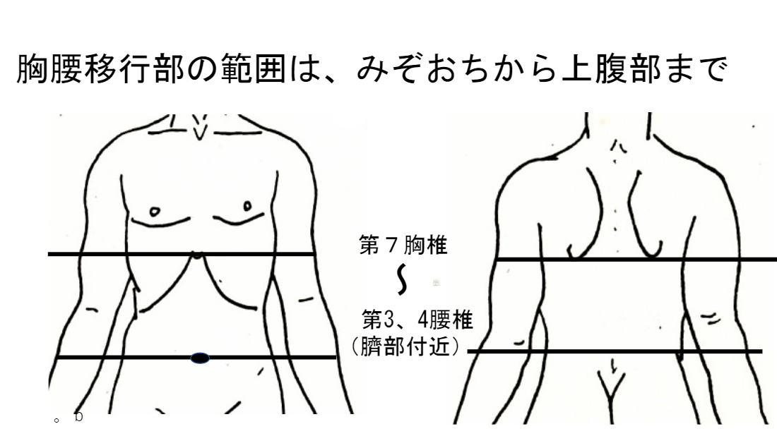 胸腰移行部総論画像